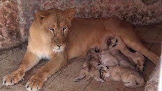 Pakistani pet lioness gives birth to five cubs