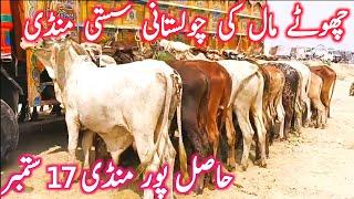 Hasil Pur Mandi | Sahiwal Cholistani Cow Mandi || Global Village Farming