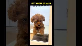 Pets prices in Japan