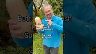 Grow Your Groceries - How to grow a butternut squash from the Supermarket by Simon Akeroyd