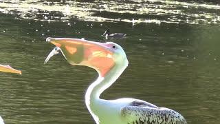 Pelican vs. Pigeon - St. James Park