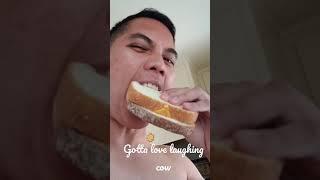 The cow that laughs! #Shorts #Youtube #Tiktok