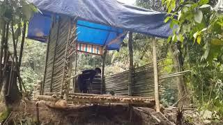 Building a Bamboo House by the Stream – Living in Harmony with Nature