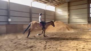 Elani - 6 year old , buckskin appendix mare ridden by a youth - August 25th, 2021