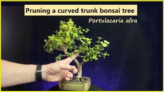 Pruning a curved trunk portulacaria afra bonsai tree / #bonsai #portulacariaafra