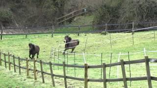 HorseWorld - Paddock Paradise Track