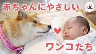 ［かわいい犬］赤ちゃんにやさしく接するワンコたち【PECO】