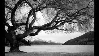 Emotion: Photographs of Trees | Thang Duc Nguyen Black & White Photography | TDN BW