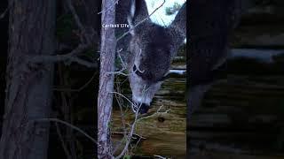 Getting close up to a Fawn