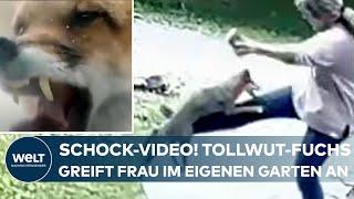 SCHOCKIERENDES VIDEO: Tollwütiger Fuchs attackiert Frau in ihrem Garten