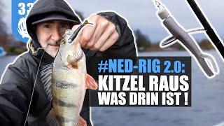 NED-RIG 2.0: so FÄNGST du BARSCHE + ZANDER  an ÜBERFISCHTEN Spots