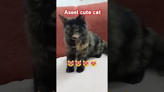 Aseel cute cat video #cat #cute # #meows #cats