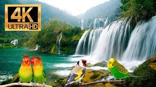 Şelale Sesi ve Kuş Sesleri, Rahatlatıcı 4K ULTRA HD / Waterfall and Bird Sounds Relaxing 4K ULTRA HD