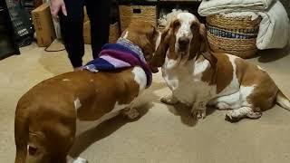 Basset hound gets a new jumper and her brother is jealous!