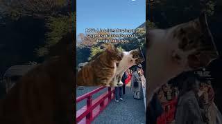 Couple trip #catmemes #japantrip #coupletravel