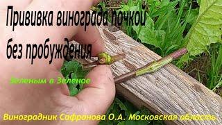 Прививка винограда почкой - окулировка без пробуждения.