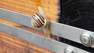 Slugs & Snails Electric Fence