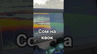 поклевка огромного сома на квок #сом #квок #сомнаквок #ловлясома #рыбалка #fishing #catfish