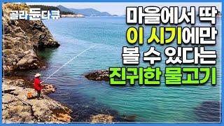 마을에서 지금 이 시기에만 볼 수 있는 진귀한 풍경, 바로 ‘용왕님이 주신 선물’ 멸치를 맨손으로 잡는 날ㅣ문패만 보고 누가 사는지 알 수 있다는 섬마을ㅣ한국기행ㅣ#골라듄다큐