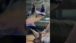 Friedrich Aquarium at the San Antonio Zoo #shorts #aquarium #zoo