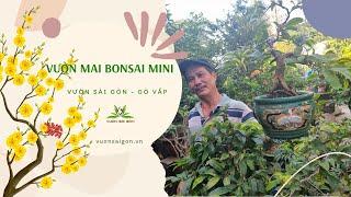 Thăm vườn Mai Bonsai mini ngay tại Gò Vấp - Vườn Sài Gòn