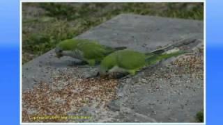 Wild Quaker Parrots of South Florida