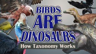 Birds are Dinosaurs - How Taxonomy Works