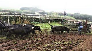 JAF Cows - Stubborn & Dangerous - Teimosas e Perigosas - Ilha Terceira - Açores