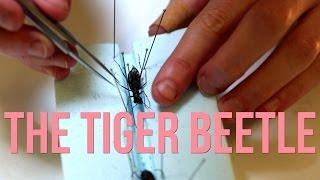 The Tiger Beetle