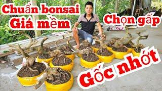 Em Tình 0353816217 gốc nhớt ghép giảo Thủ Đức già năm chuẩn bonsai (@MaivàngQuêdừa)