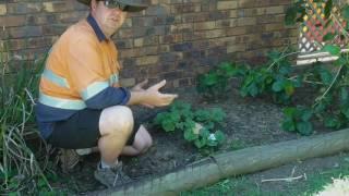 How to Grow Rock Melons DIY Do It Yourself