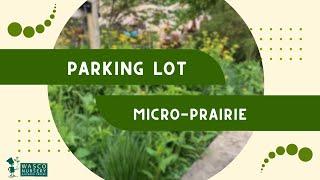 Creating a “Micro-Prairie” in parking lot? // How to Make a Small Native Prairie