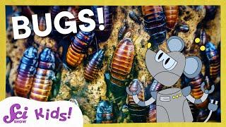 Respect the Insect! | SciShow Kids Compilation