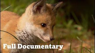 Forests | Wild Germany | Free Documentary