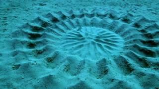 Puffer Fish Creates This Blue Water Art  ~: }