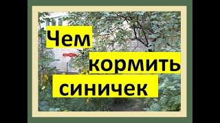 Чем кормить синичек?