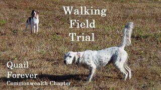 Bird Dog Point Back Retrieve Walking Quail Forever Field Trial Jan 2022