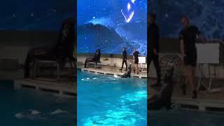 Тюлени показывают шоу! Дельфинарий в Клайпеде 