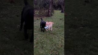 Soccer lover with his annoying sister  #theweeraes #labrador #dogsplaying #siblings