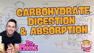 Carbohydrate Digestion & Absorption