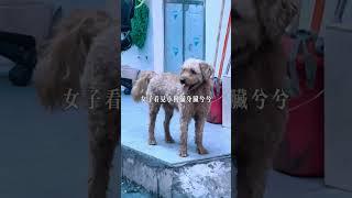 小泰迪連續七天不離不棄的守候，歸途未卜，忠誠的守望感動人心！#dog #dogshorts  #doglover  #dogs  #doglovers