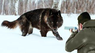 Hunters take revenge on ferocious wolves after they attack livestock