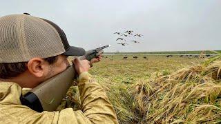 Goose Hunting Opening Day! (Early Season 2024)