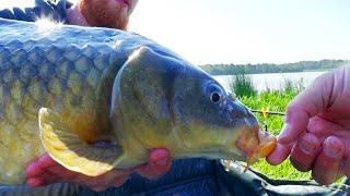 Carp Fishing for Beginners - Equipment, Tactics, The Fight