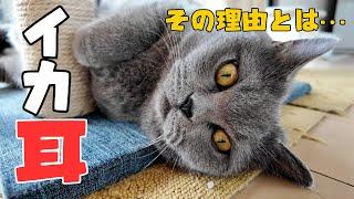 猫がイカ耳になってた訳がようやくわかりましたｗ【ブリティッシュショートヘア/スコティッシュフォールド】