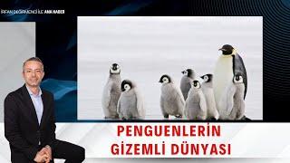 İrfan Değirmenci İle Ana Haber | Penguenlerin Gizemli Dünyası