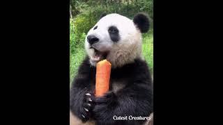 Cute Pandas || Pandas love to eat Carrots too || Eating Bamboo || Cutest Creatures Videos