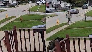 Pit bull attacks little dog caught on camera