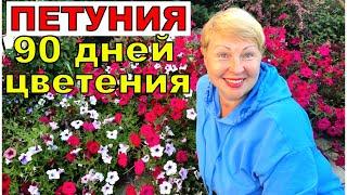 ПЕТУНИЯ- 90 дней непрерывного цветения. Поддержим цветение еще на месяц