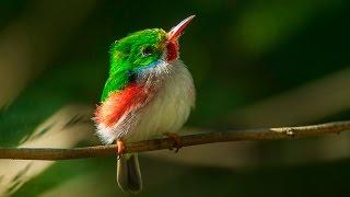 Beautiful Birds HD 1080p